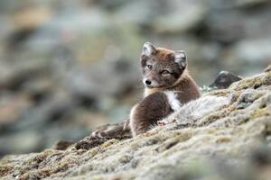 Fotografia Arctic fox in natural environment in Svalbard, Mats Brynolf, (40 x 26.7 cm)