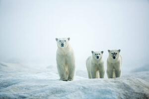 Fotografia Polar Bears in Fog, Hudson Bay, Nunavut, Canada, Paul Souders, (40 x 26.7 cm)