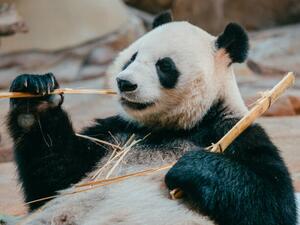 Umelecká fotografie portrait of a giant panda eating bamboo, PansLaos, (40 x 30 cm)
