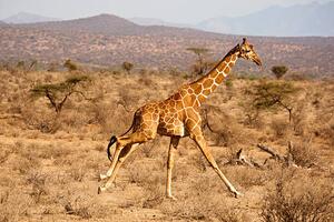 Umelecká fotografie Reticulated Giraffe, Giraffa camelopardalis reticulata, Samburu, Mary Ann McDonald, (40 x 26.7 cm)