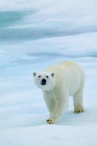 Umelecká fotografie Polar Bear on Sea Ice, Sniffing the Air, Hans Strand, (26.7 x 40 cm)