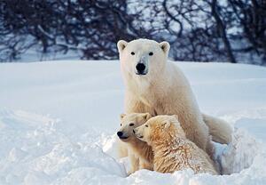 Umelecká fotografie Polar Bear with Cubs, KeithSzafranski, (40 x 26.7 cm)