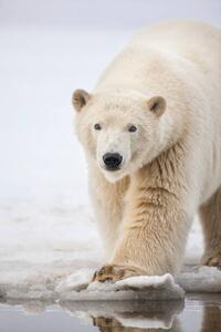 Umelecká fotografie Polar bear portrait., Patrick J. Endres, (26.7 x 40 cm)
