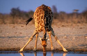 Umelecká fotografie Southern Giraffe Drinking at Water Hole, Martin Harvey, (40 x 26.7 cm)