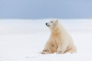 Umelecká fotografie Polar bear cub in the snow, Patrick J. Endres, (40 x 26.7 cm)