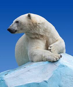 Umelecká fotografie Polar bear on a rock against blue sky, JackF, (35 x 40 cm)