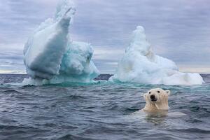 Umelecká fotografie Polar Bear Swimming near Sea Ice, Paul Souders, (40 x 26.7 cm)