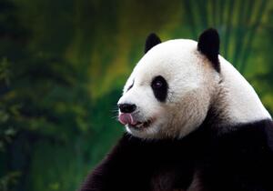 Umelecká fotografie Close-up of Giant Panda, Wokephoto17, (40 x 26.7 cm)