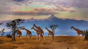 Umelecká fotografie Herd of Reticulated giraffes in front, Manoj Shah, (40 x 22.5 cm)