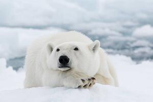 Umelecká fotografie Polar bear, dagsjo, (40 x 26.7 cm)