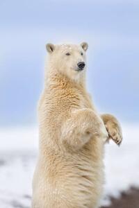 Umelecká fotografie Polar bear standing, Patrick J. Endres, (26.7 x 40 cm)