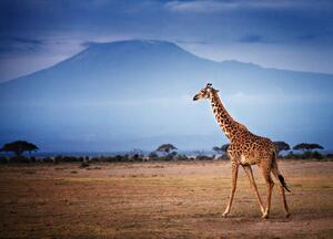 Umelecká fotografie Giraffe Walking in Front of Mount, Vicki Jauron, Babylon and Beyond Photography, (40 x 30 cm)