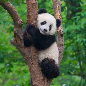 Umelecká fotografie Cute panda bear climbing in tree, Hung_Chung_Chih, (40 x 40 cm)
