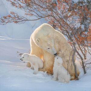 Umelecká fotografie Two polar bears play fight,Wapusk National, Hao Jiang / 500px, (40 x 40 cm)