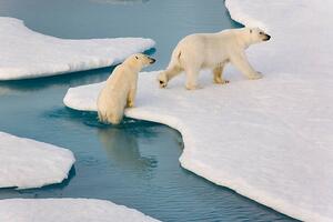 Umelecká fotografie Two polar bears climbing out of water., SeppFriedhuber, (40 x 26.7 cm)