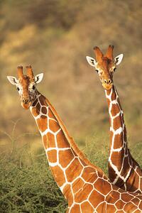 Umelecká fotografie Reticulated giraffes, James Warwick, (26.7 x 40 cm)