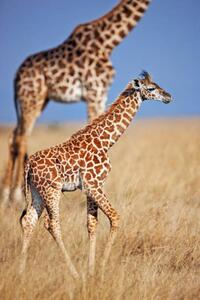 Umelecká fotografie Young giraffe calf, Martin Harvey, (26.7 x 40 cm)