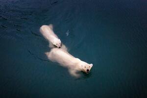 Umelecká fotografie Mom and cub Polar bears swimming at Spitsbergen, Posnov, (40 x 26.7 cm)
