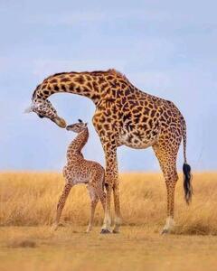 Umelecká fotografie Giraffes, Ayanda Madondo, (30 x 40 cm)