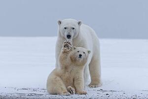 Umelecká fotografie Polar bear, Sylvain Cordier, (40 x 26.7 cm)