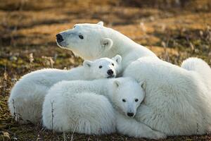 Fotografia Polar Bear and Cubs by Hudson, Paul Souders, (40 x 26.7 cm)