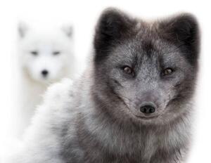 Umelecká fotografie Close up of two arctic foxes, Jean Landry, (40 x 26.7 cm)