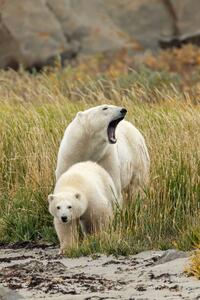 Umelecká fotografie Polar Bear mother and cub, sow and cub, Stan Tekiela Author / Naturalist / Wildlife Photographer, (26.7 x 40 cm)