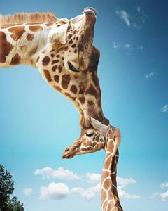 Umelecká fotografie Mother giraffe nuzzling calf's head, Gandee Vasan, (30 x 40 cm)