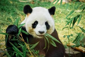 Umelecká fotografie Panda eating bamboo, Nuno Tendais, (40 x 26.7 cm)