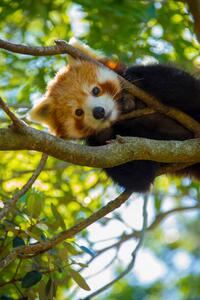 Fotografia Red Panda, NoodlePix, (26.7 x 40 cm)