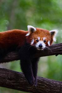 Umelecká fotografie Red panda, Marianne Purdie, (26.7 x 40 cm)