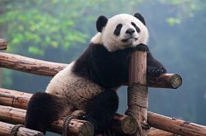 Umelecká fotografie Cute panda bear, Hung_Chung_Chih, (40 x 26.7 cm)