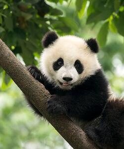 Umelecká fotografie Giant Panda baby cub in Chengdu area, China, Alatom, (35 x 40 cm)