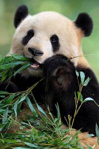 Umelecká fotografie Cute Panda, TianYuanOnly, (26.7 x 40 cm)