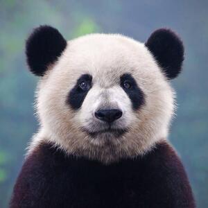 Umelecká fotografie Closeup shot of a giant panda bear, Hung_Chung_Chih, (40 x 40 cm)