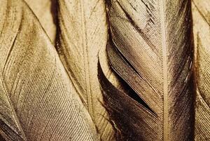 Ilustrácia Close-up of Gold Leaf Feathers, Adrienne Bresnahan, (40 x 26.7 cm)