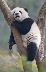 Umelecká fotografie A young panda sleeps on the branch of a tree, All copyrights belong to Jingying Zhao, (24.6 x 40 cm)