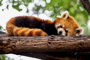 Umelecká fotografie Red panda in a tree, Mark Chivers, (40 x 26.7 cm)
