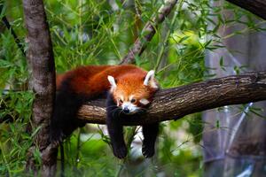 Fotografia Red panda, Marianne Purdie, (40 x 26.7 cm)