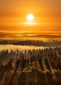 Fotografia Golden beautiful foggy forest sunbeams, Aulanko,, Milamai, (30 x 40 cm)