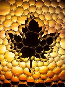 Ilustrácia Maple leaf bubbles, Don Farrall, (30 x 40 cm)