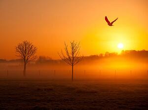 Umelecká fotografie Misty sunrise with crow, Michael Roberts, (40 x 30 cm)