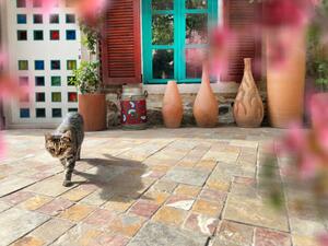 Umelecká fotografie Cute domestic cat by house front door, imagedepotpro, (40 x 30 cm)