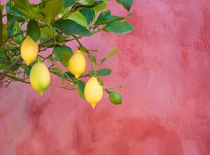 Umelecká fotografie lemon tree near red wall, Grant Faint, (40 x 30 cm)