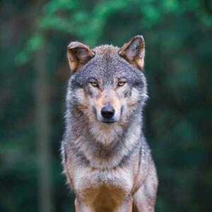 Umelecká fotografie Grey wolf looking straight in, tilo, (40 x 40 cm)