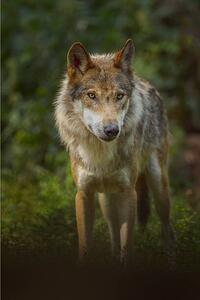 Umelecká fotografie European Gray Wolf, Canis lupus lupus, Raimund Linke, (26.7 x 40 cm)