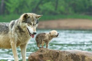 Umelecká fotografie Gray Wolf pup and adult, Stan Tekiela Author / Naturalist / Wildlife Photographer, (40 x 26.7 cm)