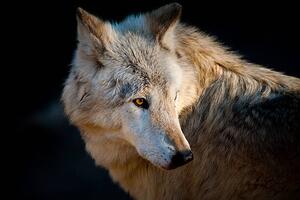 Umelecká fotografie Arctic wolf. Canis lupus arctos, Daniel Hernanz Ramos, (40 x 26.7 cm)