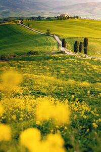 Umelecká fotografie Tuscany, springtime in the afternoon. Path,, Francesco Riccardo Iacomino, (26.7 x 40 cm)