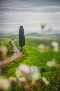 Umelecká fotografie Tuscany landscape view of green hills, serts, (26.7 x 40 cm)